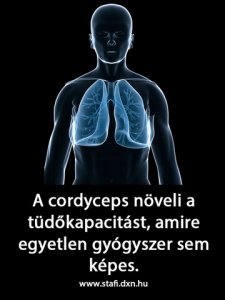 A cordyceps növeli a tüdőkapacitást
