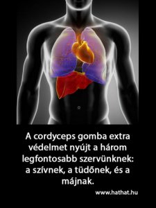 A cordyceps gomba erősíti a tüdőt, a májat és a szívet
