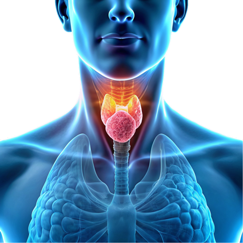 Pajzsmirigy betegség – hogyan segíthetnek a gyógygombák?
