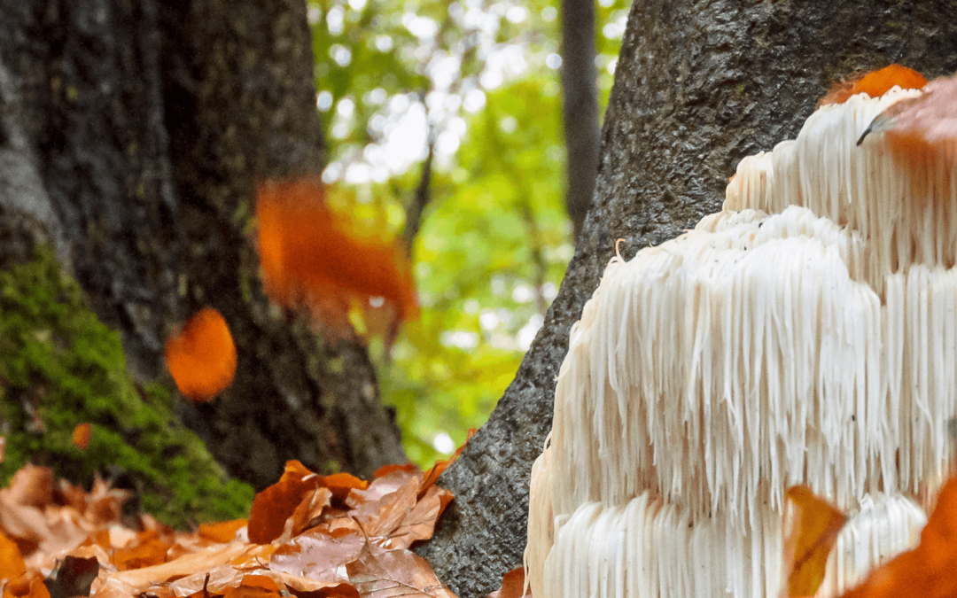 A süngomba felhasználása